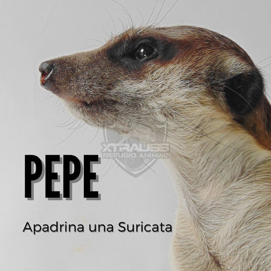 Pepe - Amadrina/Apadrina