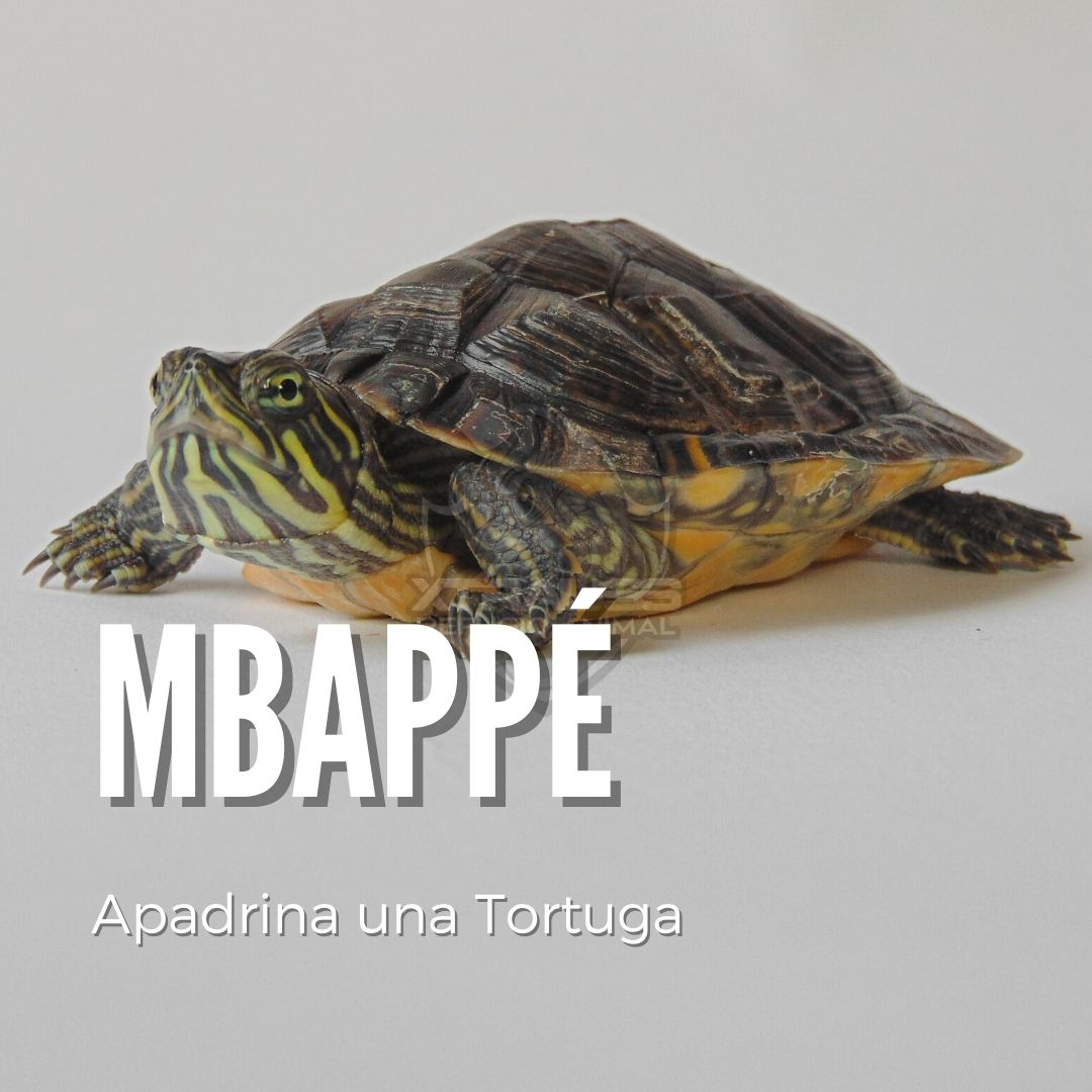 Mbappé - Amadrina/Apadrina
