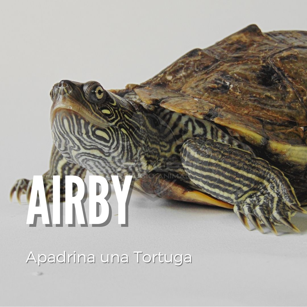 Airby - Amadrina/Apadrina