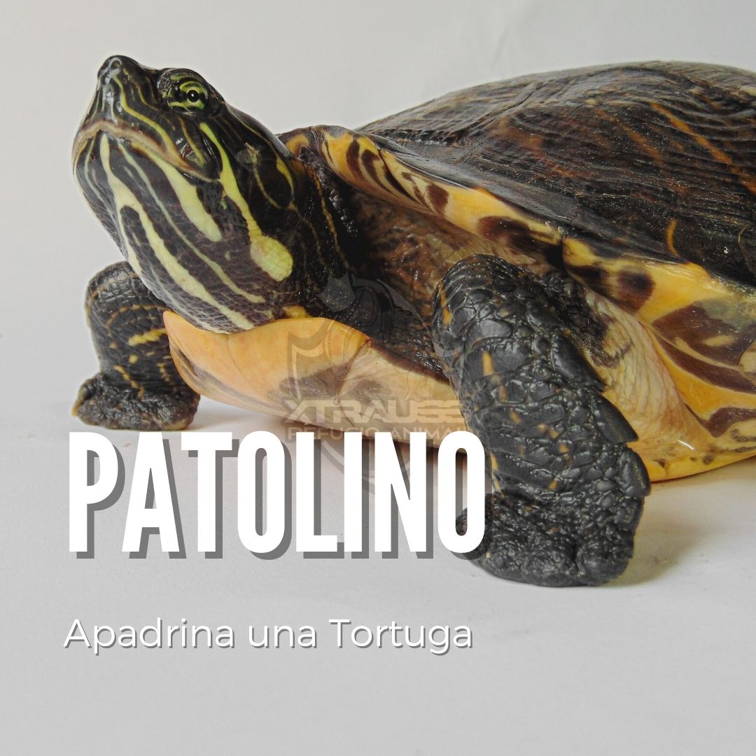 Patolino - Amadrina/Apadrina