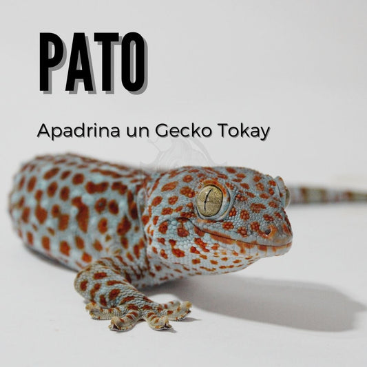 Pato - Amadrina/Apadrina