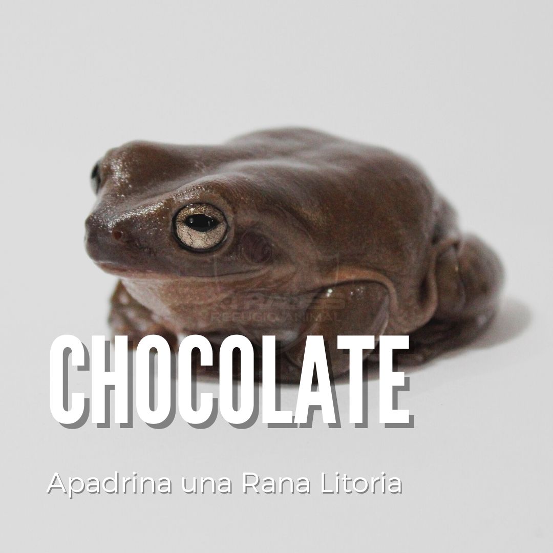 Chocolate - Amadrina/Apadrina