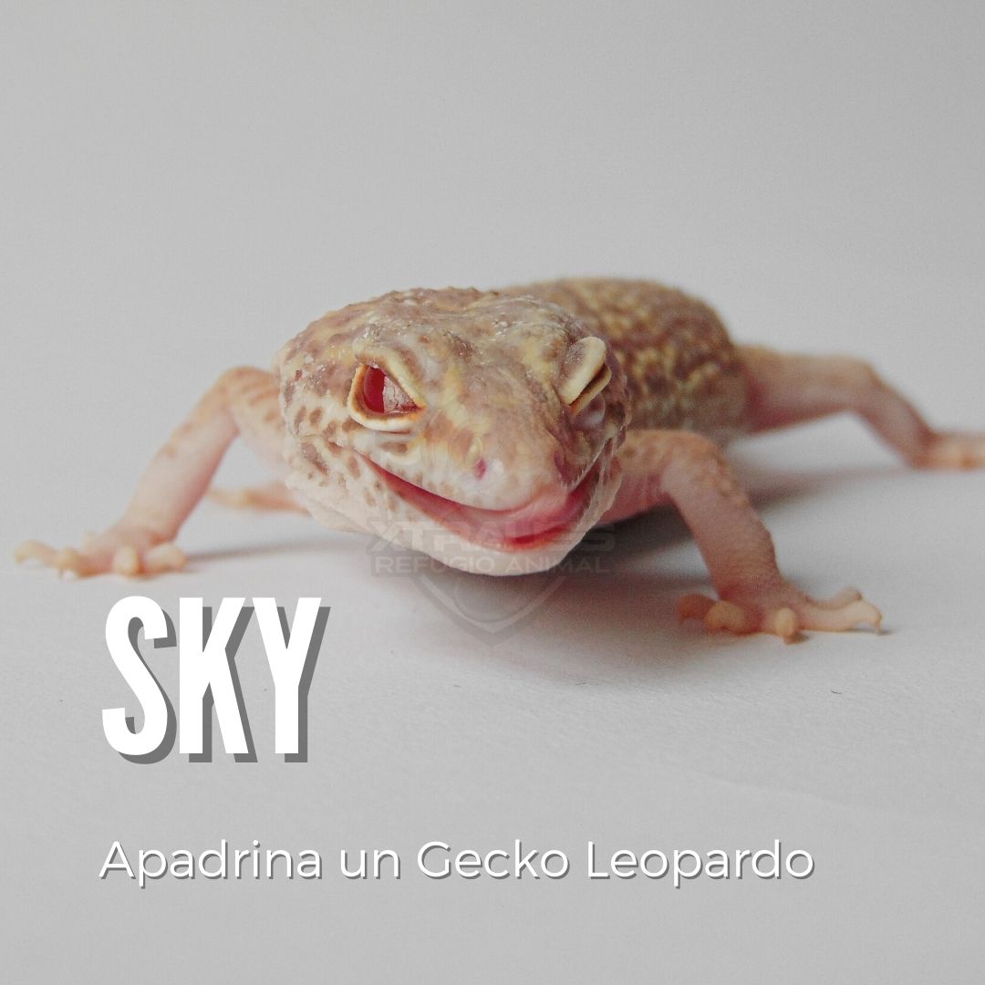 Sky - Amadrina/Apadrina