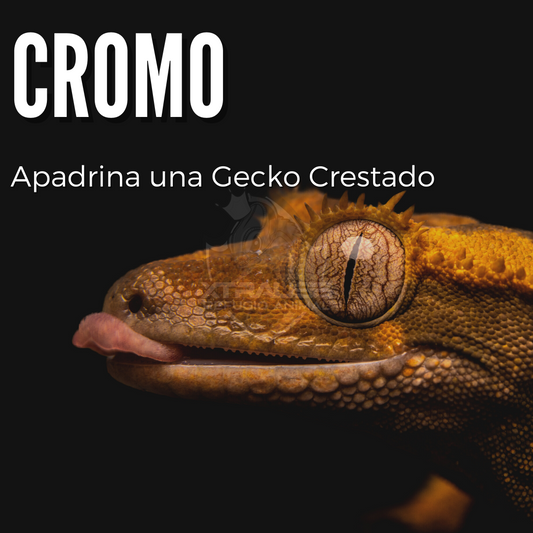 Cromo - Amadrina/Apadrina