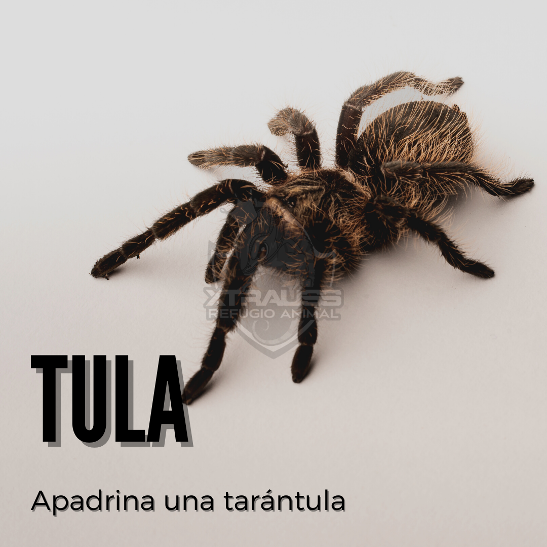 Tula - Amadrina/Apadrina