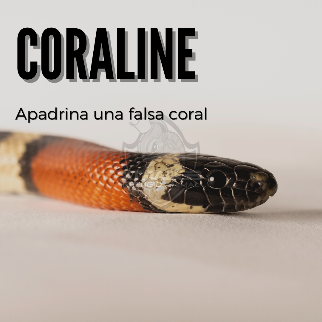 Coraline - Amadrina/Apadrina