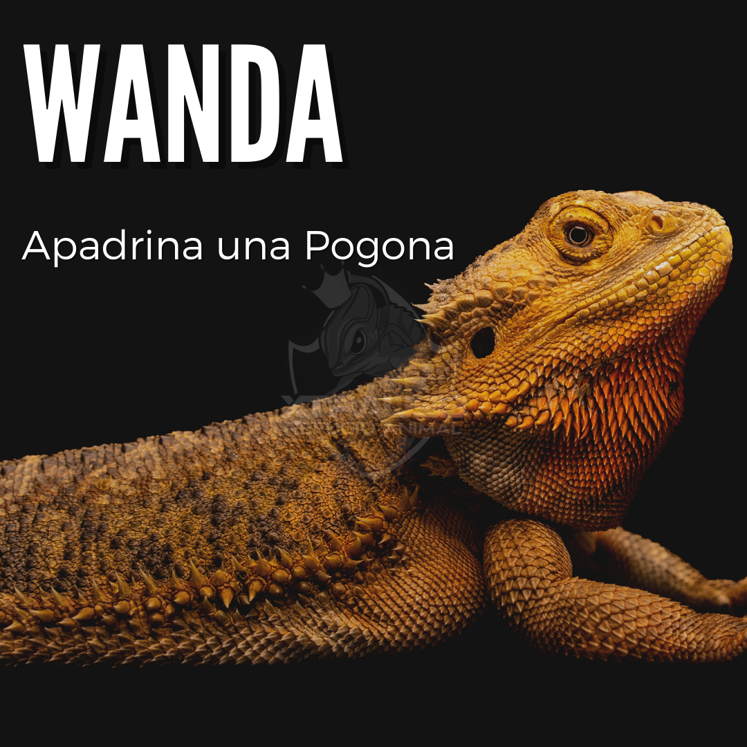 Wanda - Amadrina/Apadrina