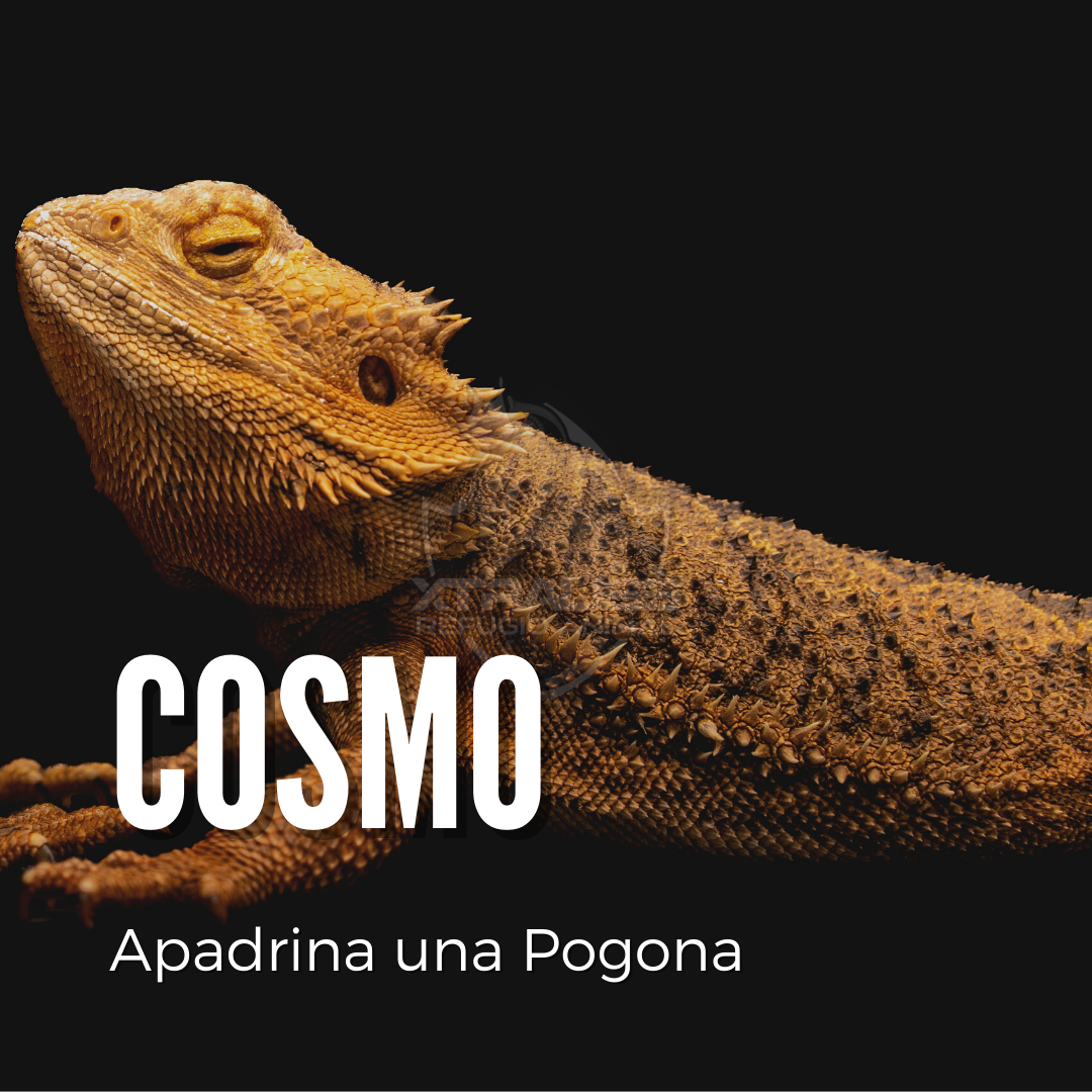 Cosmo - Amadrina/Apadrina