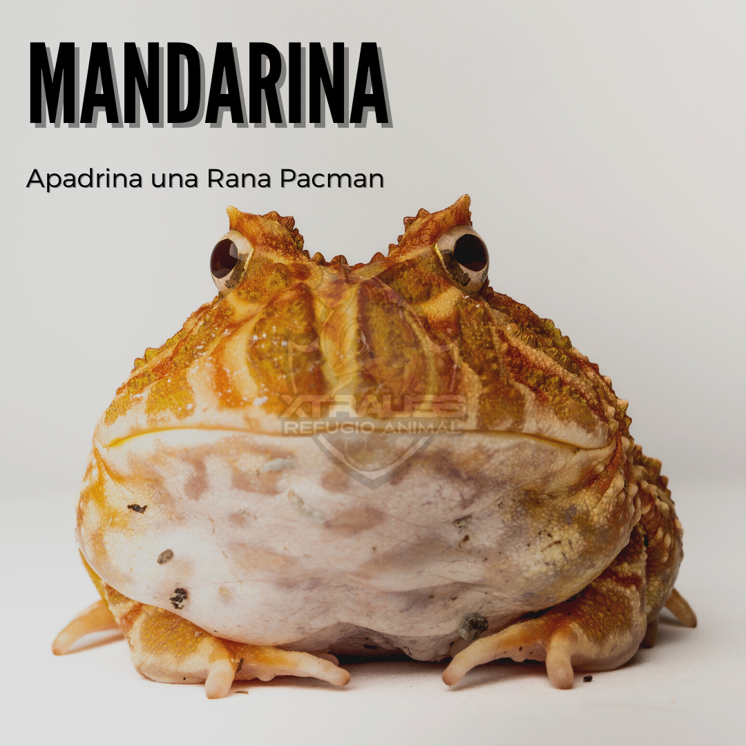 Mandarina - Amadrina/Apadrina