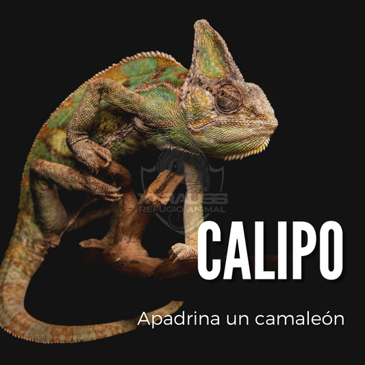 Calipo - Amadrina/Apadrina