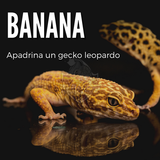 Banana - Amadrina/Apadrina