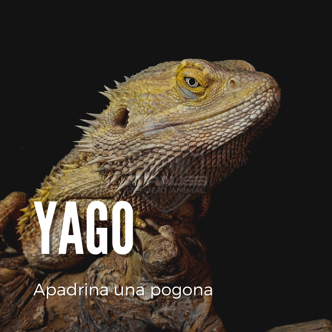 Yago - Amadrina/Apadrina