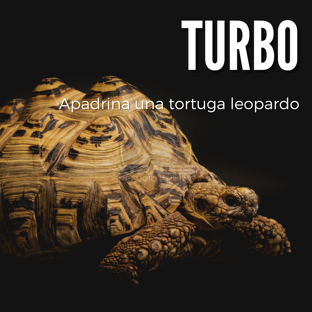Turbo - Amadrina/Apadrina